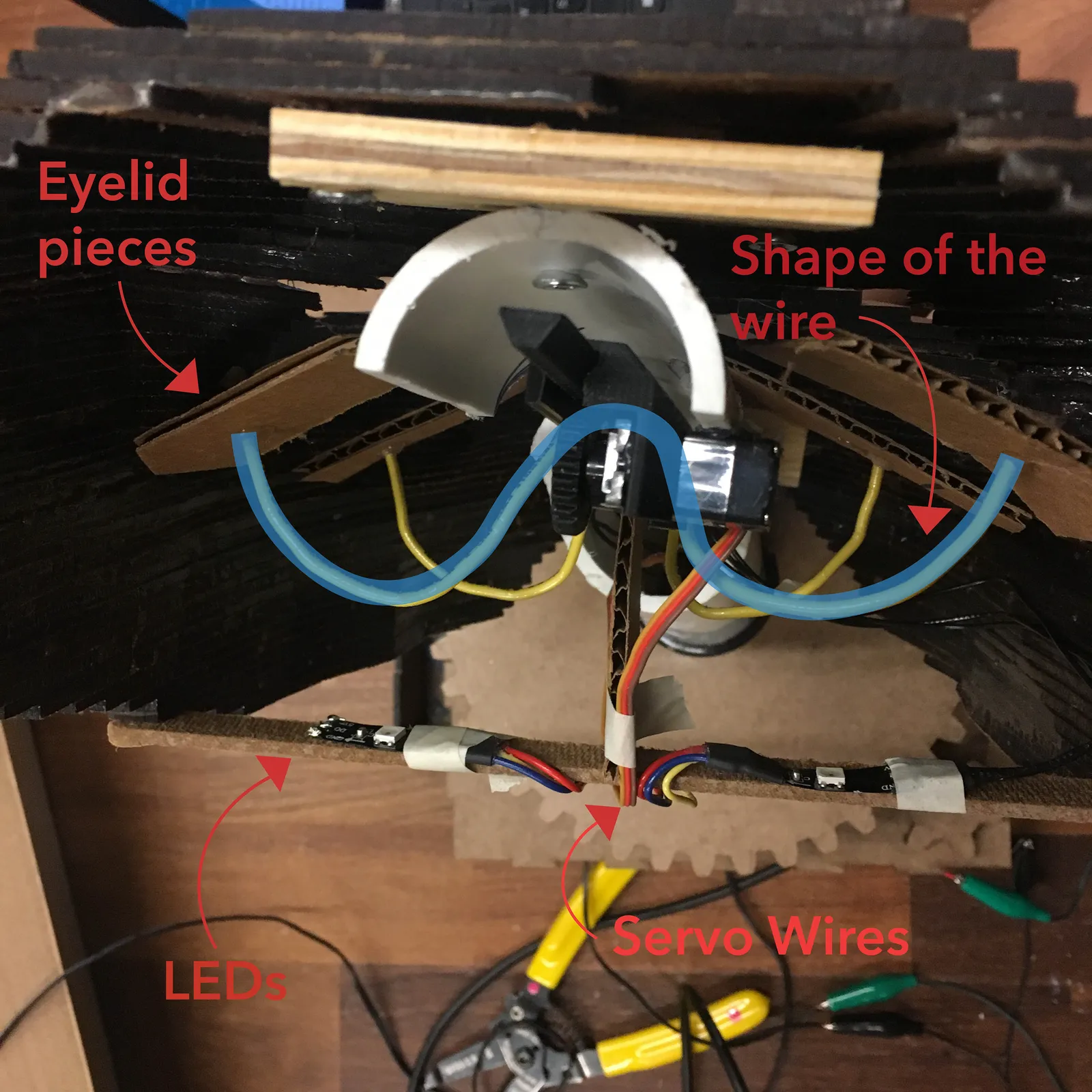 Overhead view of the eyes.